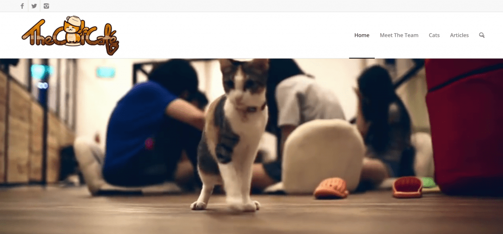 The cat cafe
