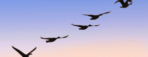 fly